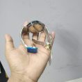 deshihat (5)